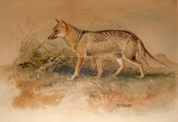 Azaras Fuchs - Canis azarae